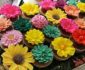 Lara Mia Colorful Treats